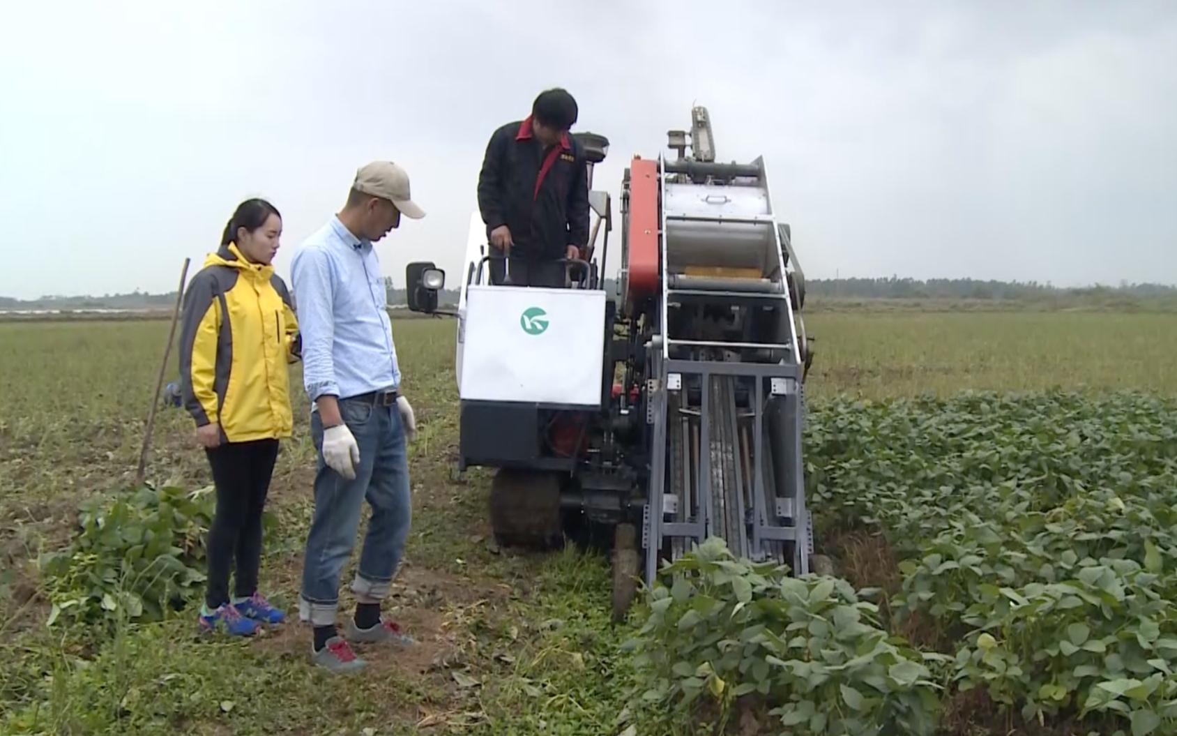 最新型毛豆收获机-前沿毛豆收割神器